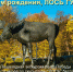 Тематическая программа «С Днём рождения, Лось Густав!» (29.06.2023) - Музей истории